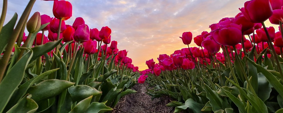 tulpen en mooie lucht.jpg