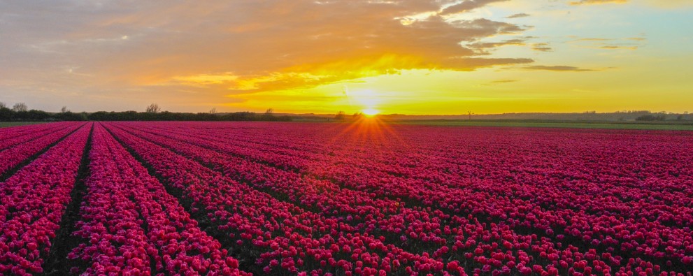 Tulpen en ondergaande zon.jpg