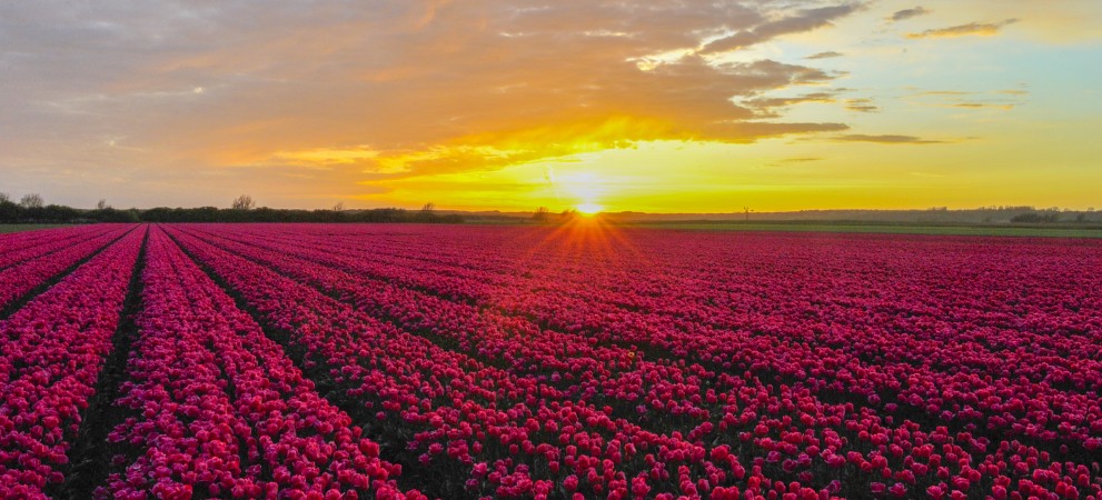 Tulpen en ondergaande zon.jpg