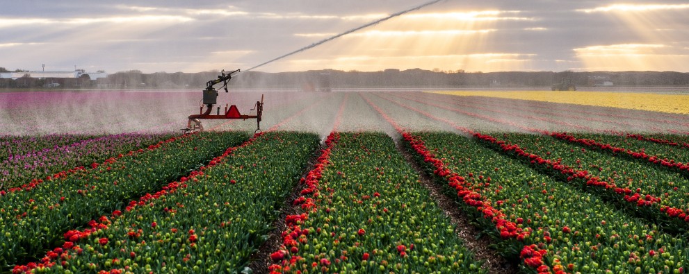 start bloeien tulpen met sproeier.jpg