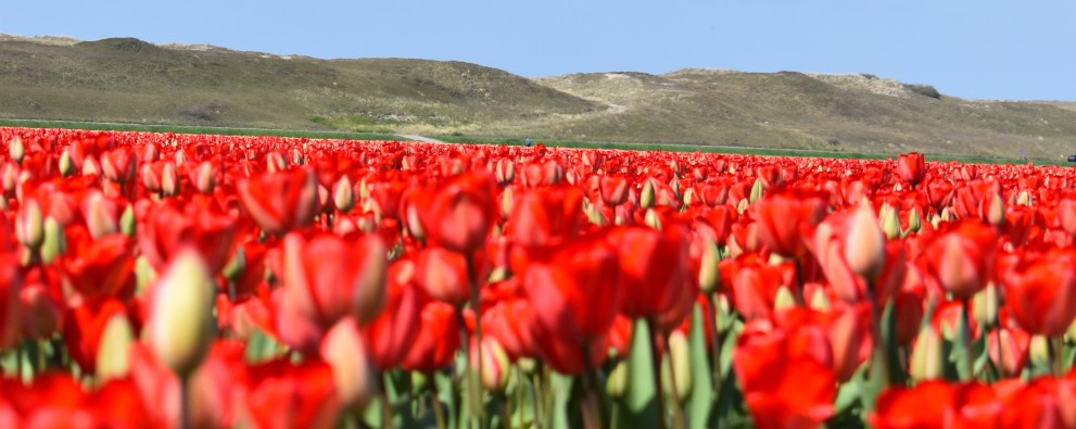 tulpen en duinen.JPG